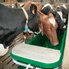 Plastikinis  lovys DAIRY – BAC 400 - Image 8